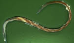 nematoda breathing