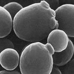 saccharomyces boulardii