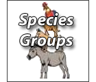 Search Species Groups