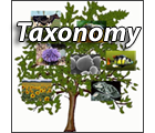 Search Taxonomy